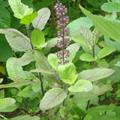tulasi , tulsi